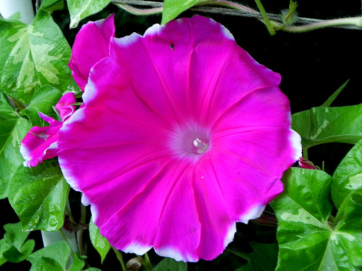 DSCN0247