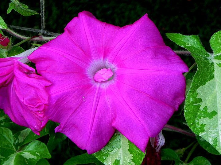 DSCN0252