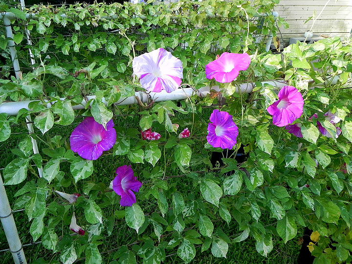 DSCN0440
