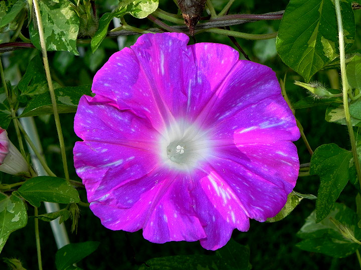 DSCN0442
