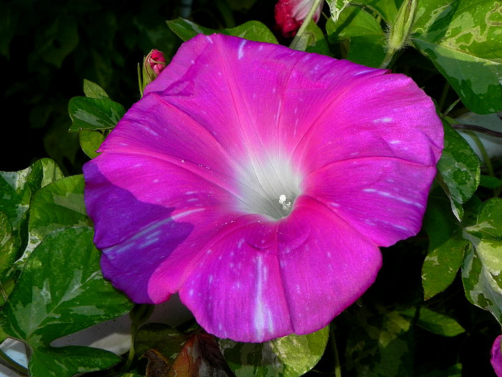 DSCN0443