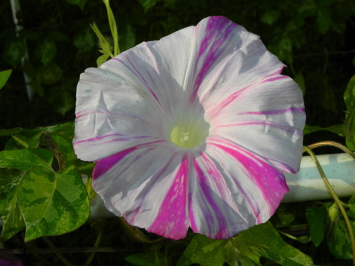 DSCN0444