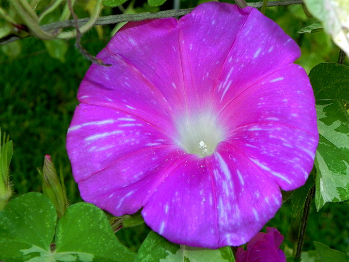 DSCN0445