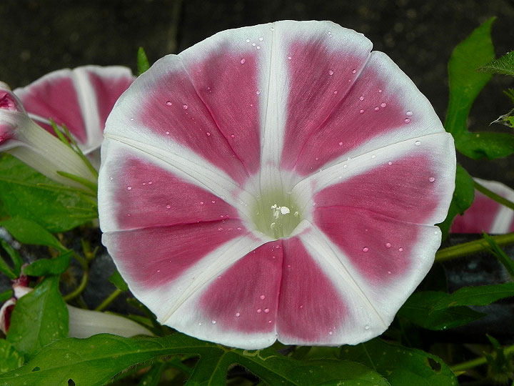 DSCN0509