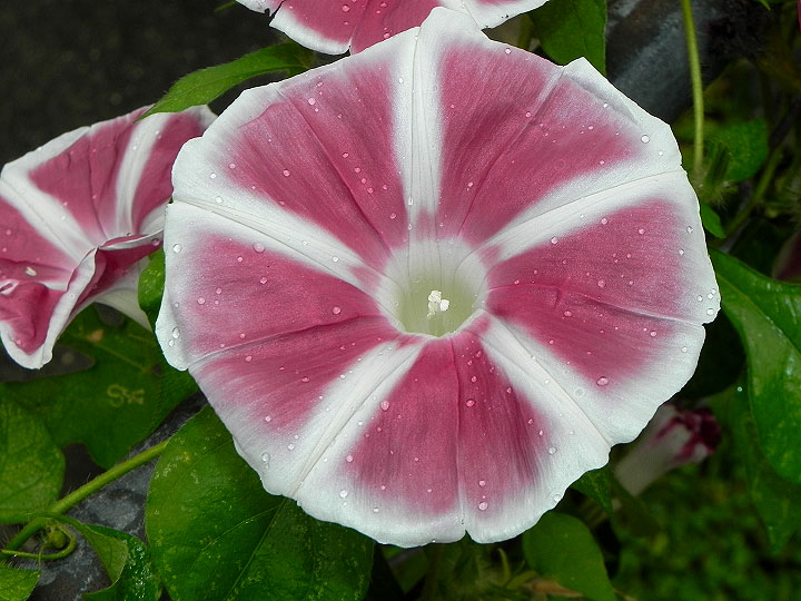 DSCN0510