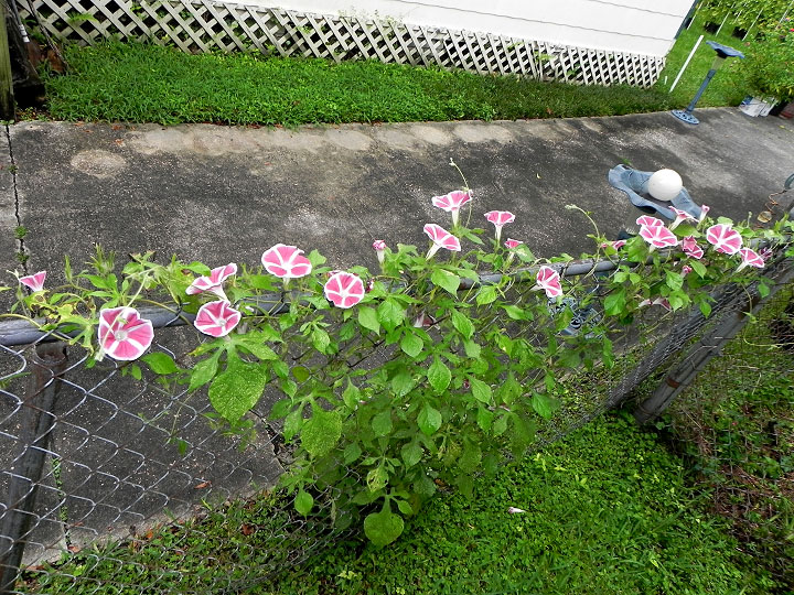 DSCN0513