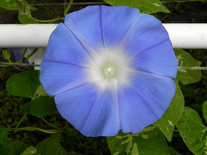 DSCN0532