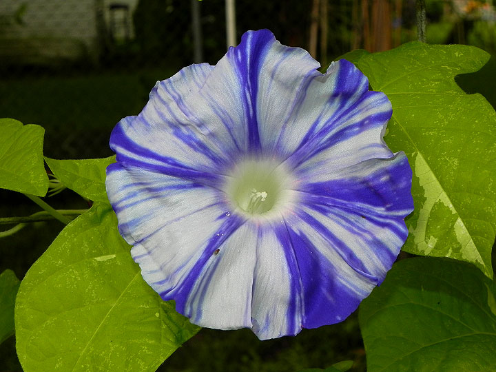 DSCN0537