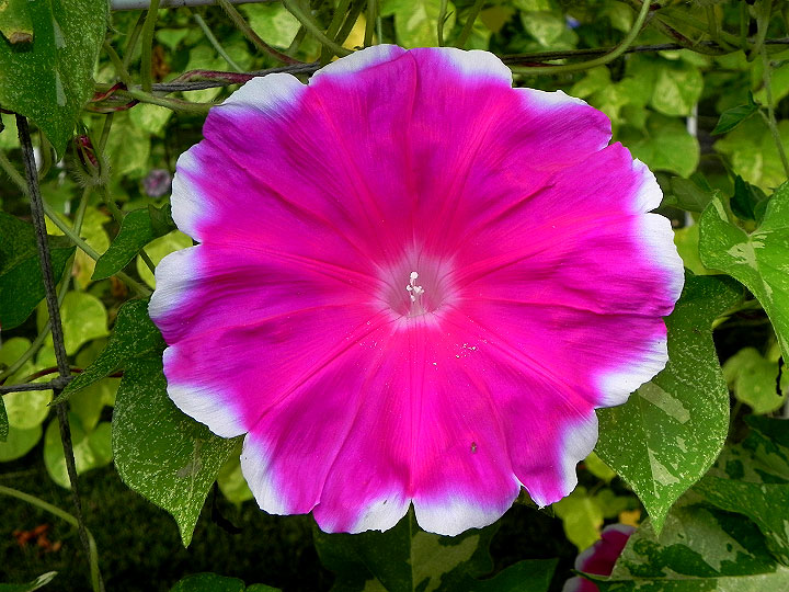 DSCN0549
