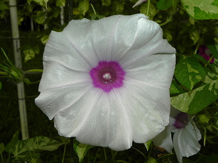 DSCN0589