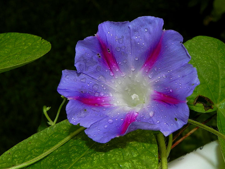 DSCN0611