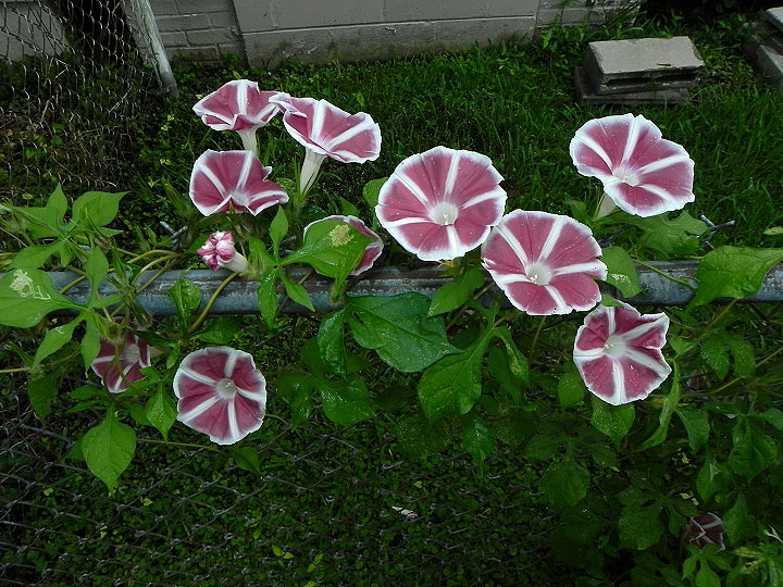 DSCN0629