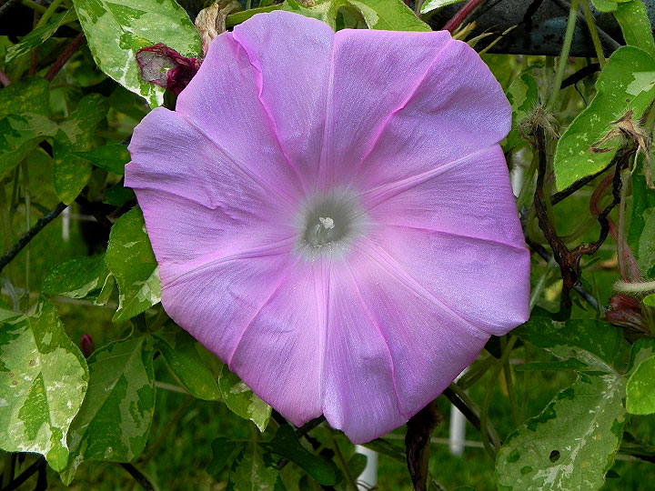 DSCN0658