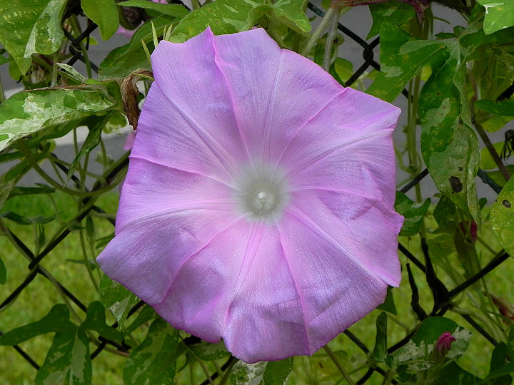 DSCN0675