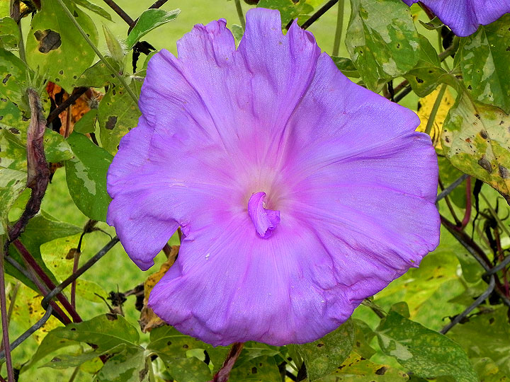 DSCN0677