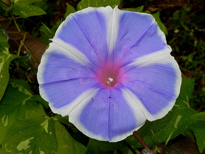 DSCN0715