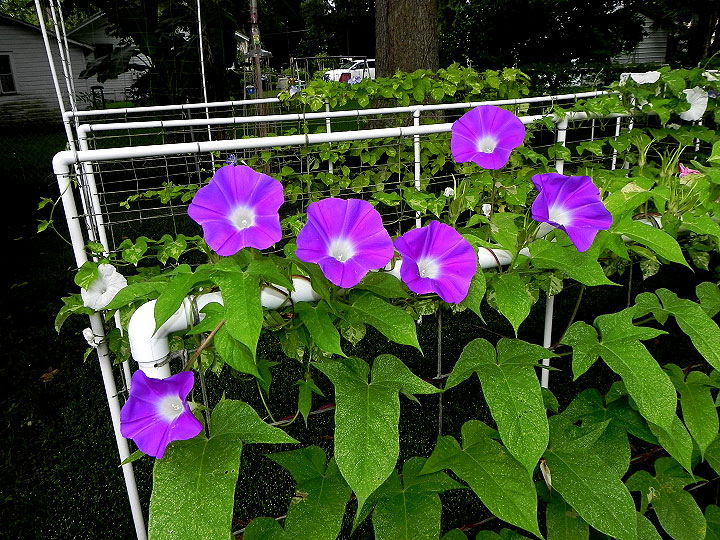 DSCN0732