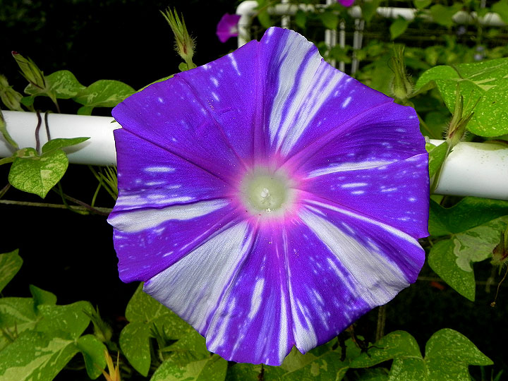 DSCN0736