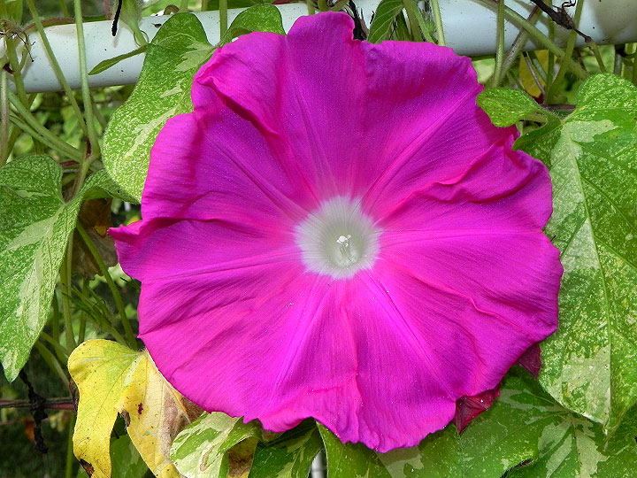 DSCN0743