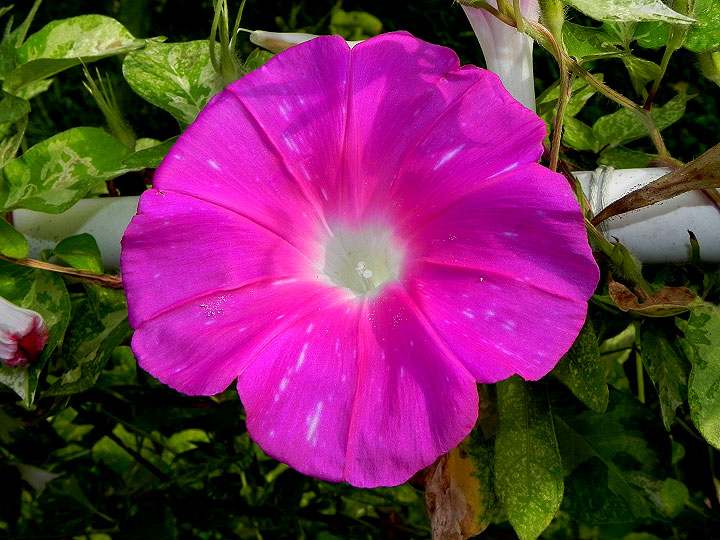 DSCN0762