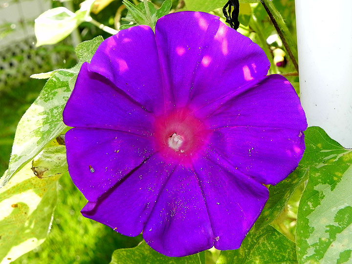DSCN0778