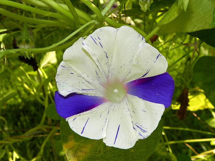 DSCN0785