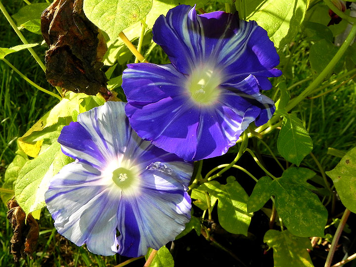 DSCN0787