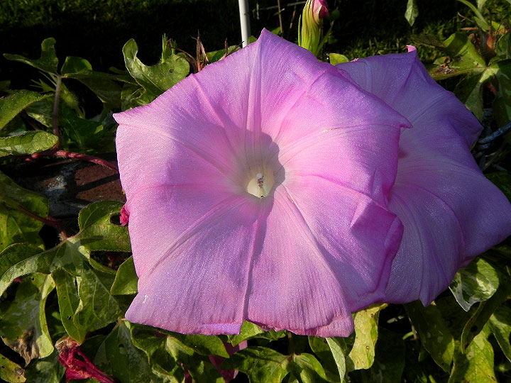DSCN0825