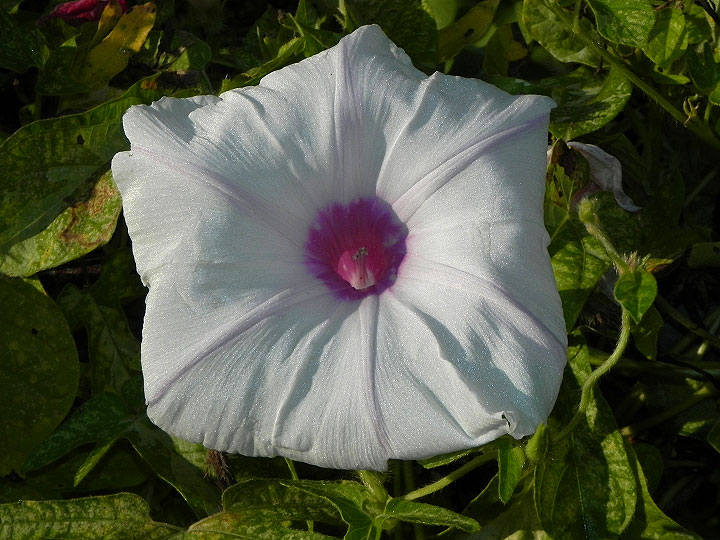 DSCN0833