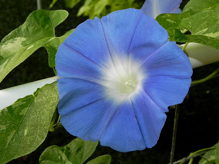 DSCN0920