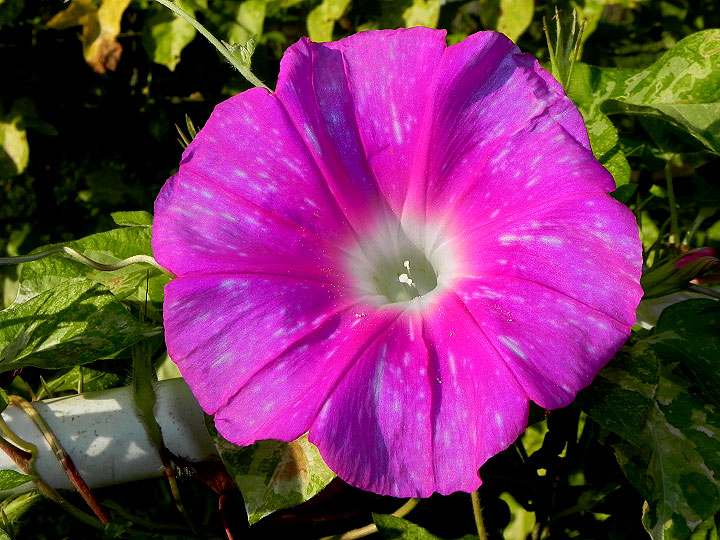 DSCN0943