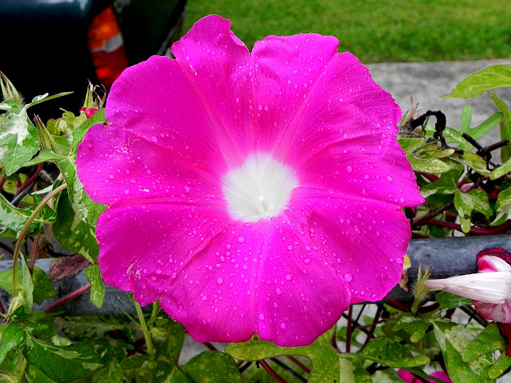 DSCN0977