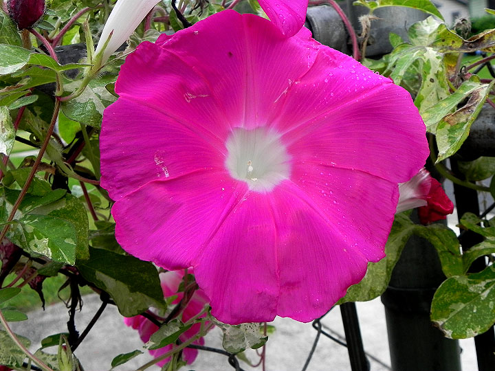 DSCN0978