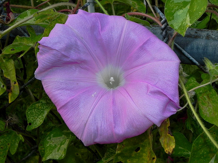 DSCN0996