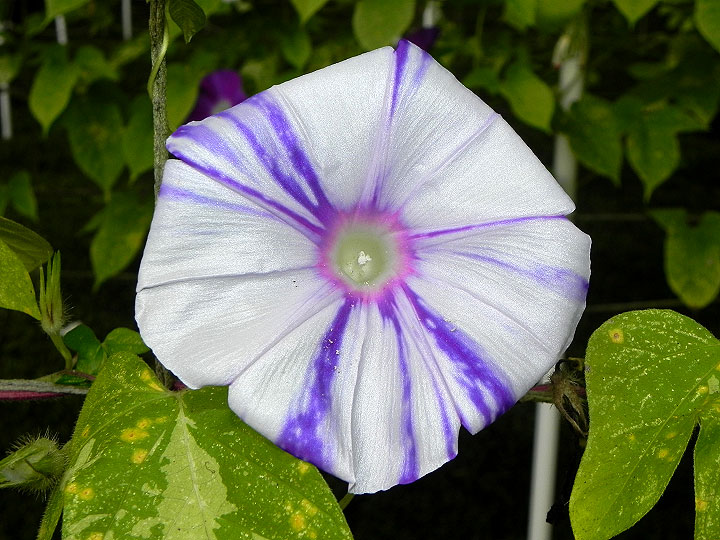 DSCN1012