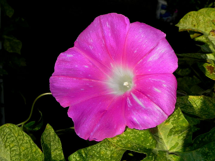 DSCN1136