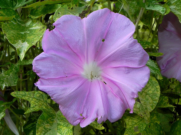 DSCN1287