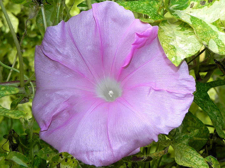 DSCN1288