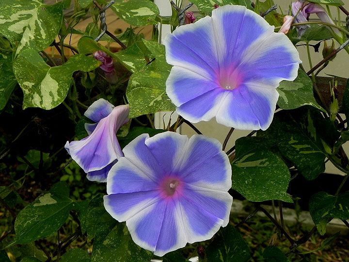 DSCN1365