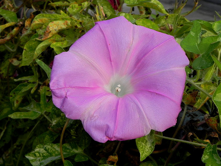 DSCN1369