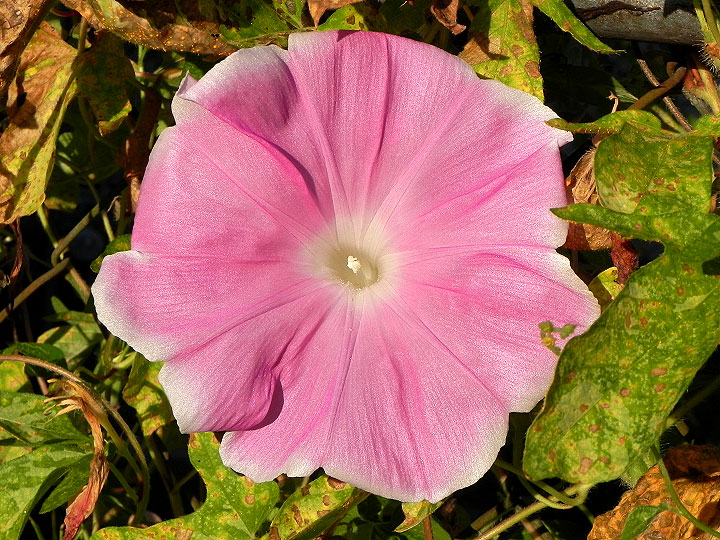DSCN1448
