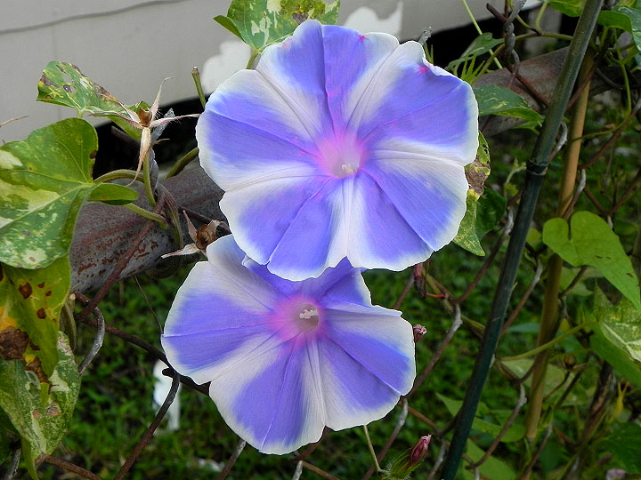 DSCN1604