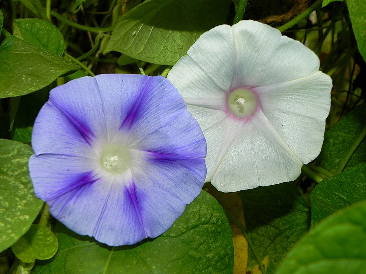DSCN2587