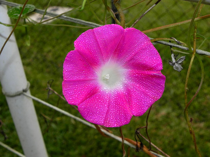 DSCN2594