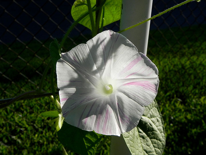 DSCN2627