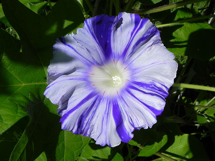 DSCN2737
