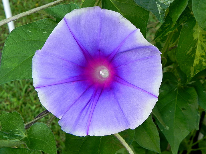 DSCN2871