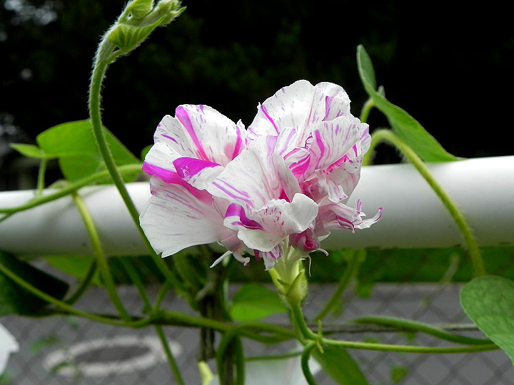DSCN2974