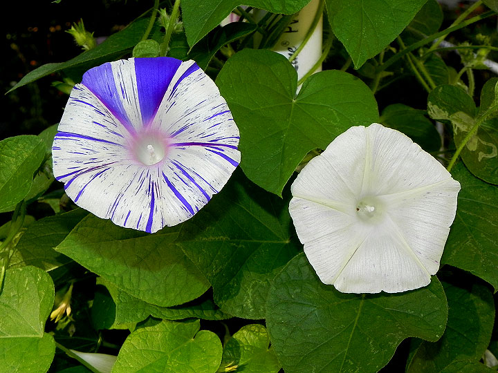 DSCN3013