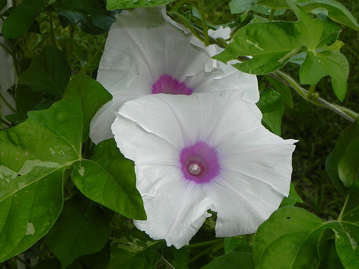 DSCN3363